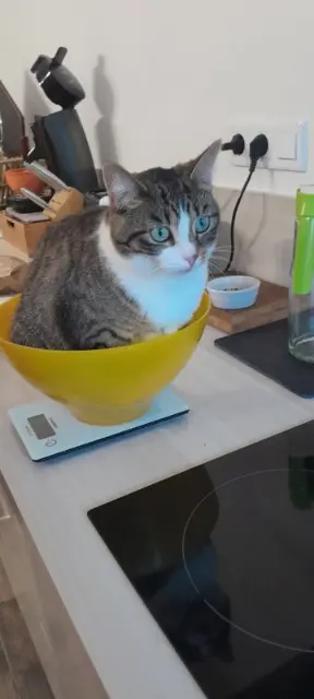 chatte lost   33240 Lugon-et-l'Île-du-Carnay Saphir