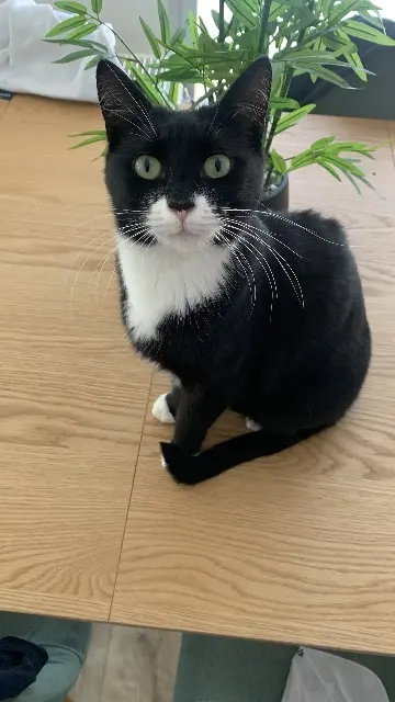 chatte lost   33500 Libourne Sassy