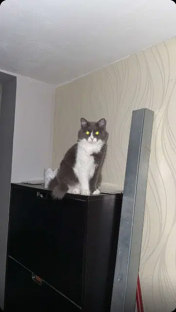 chatte lost   33610 Canéjan Schupette