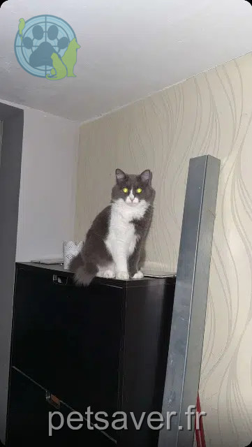 kat vermist 33610 Canéjan Schupette kat lost 33610 Canéjan Schupette