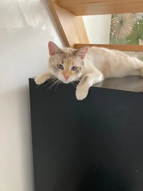 chatte lost   33370 Artigues-près-Bordeaux Serena