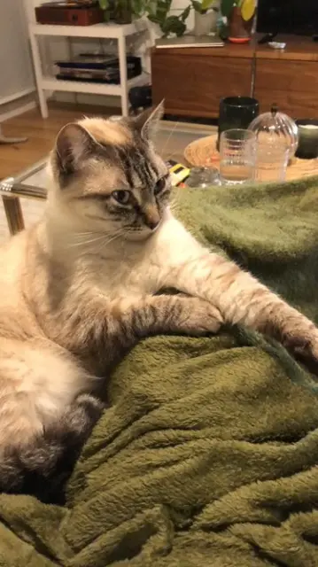 chatte lost   33700 Mérignac Shadow