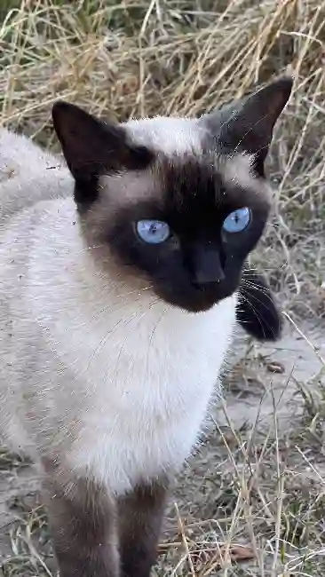 Chatte Perdue 33 Gironde - Shelby Chatte Perdue 33 Gironde - Shelby