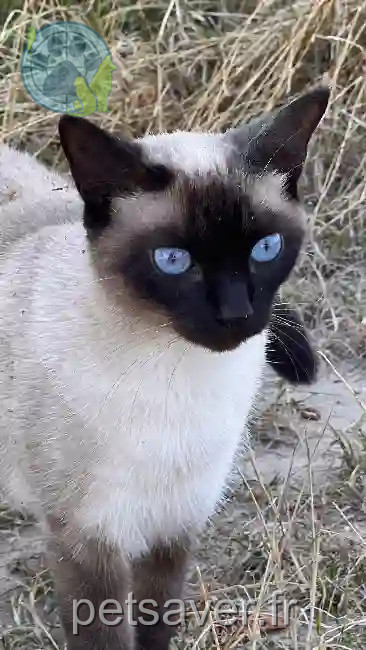 Chatte Perdue 33 Gironde - Shelby Chatte Perdue 33 Gironde - Shelby