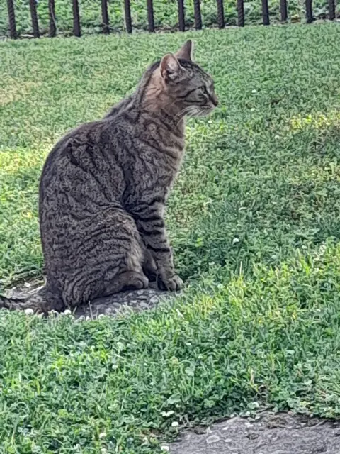chatte lost   33110 Le Bouscat Simba