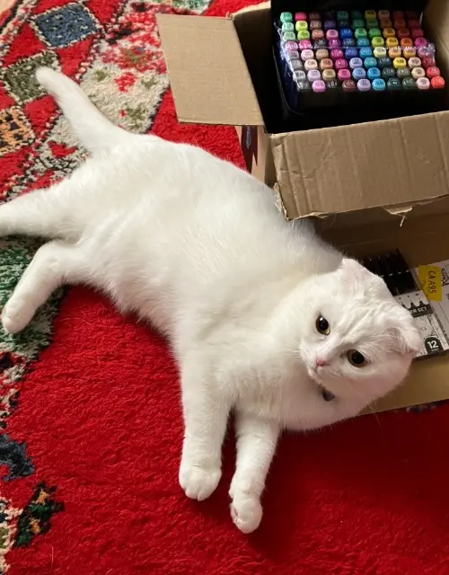 chatte lost   33750 Saint-Germain-du-Puch Sissi