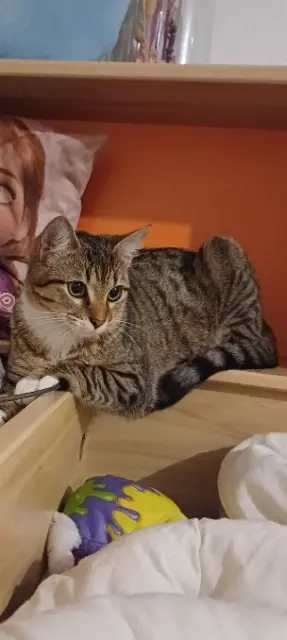 chatte lost   33370 Artigues-près-Bordeaux Sky