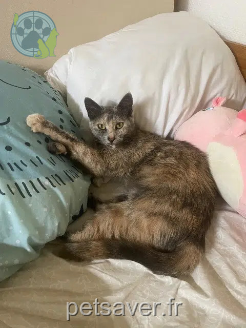 chatte lost   33740 Arès Skye