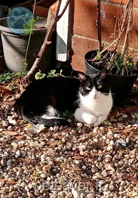 kat vermist 33400 Talence Smoky kat lost 33400 Talence Smoky