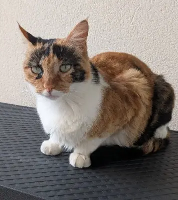 chatte lost   33380 Marcheprime Solei