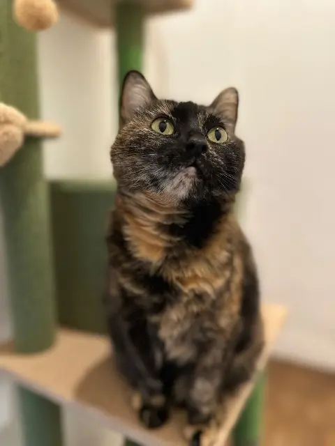 chatte lost   33480 Avensan Taliyah