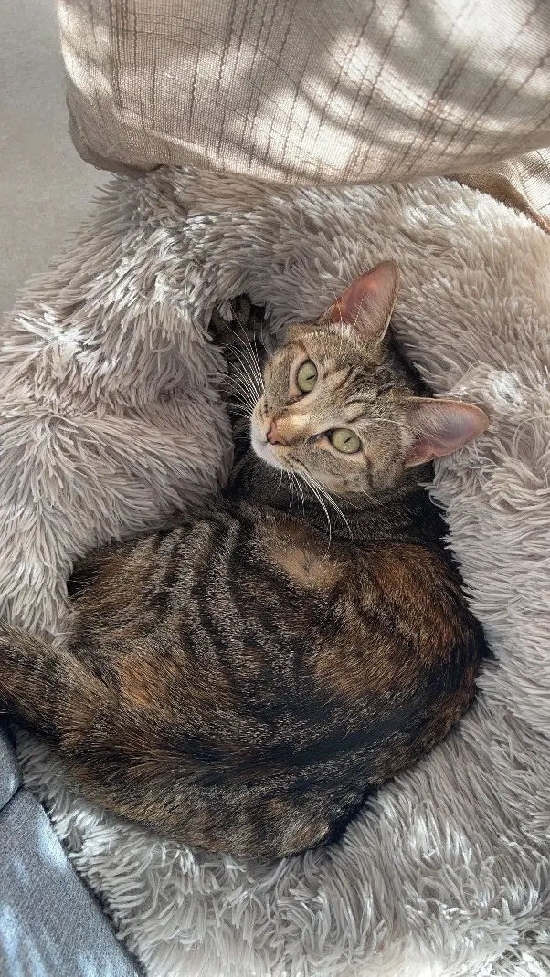 Chatte Perdue 33 Gironde - Talya Chatte Perdue 33 Gironde - Talya