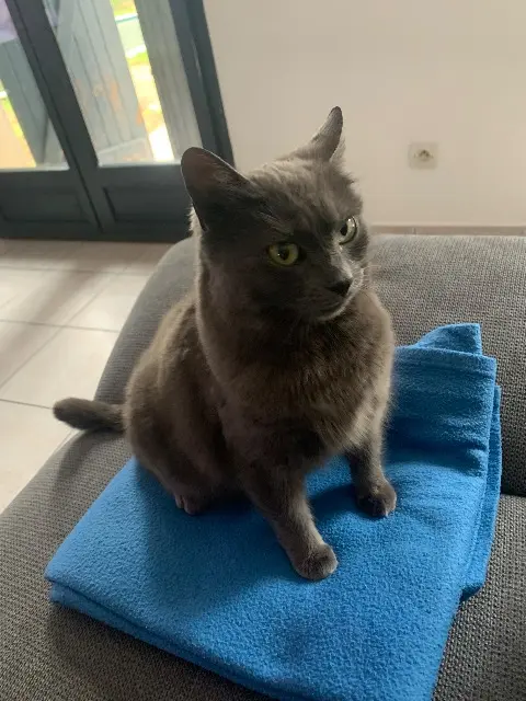 chatte lost   33240 Saint-André-de-Cubzac Tayna
