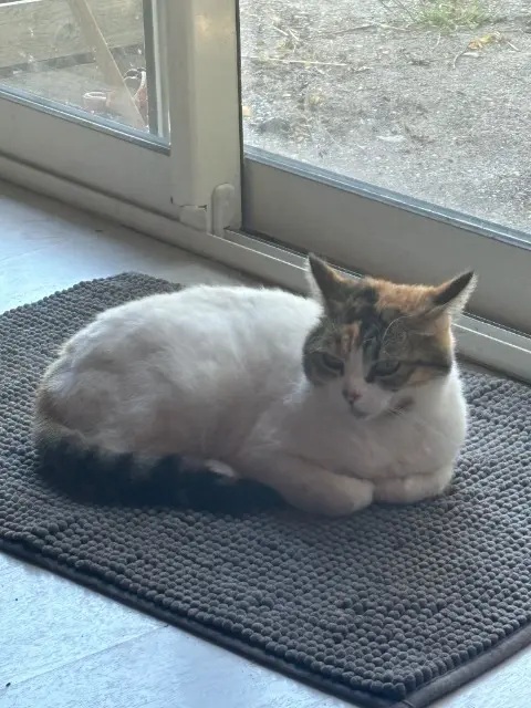 chatte lost   33640 Castres-Gironde TaïTaï