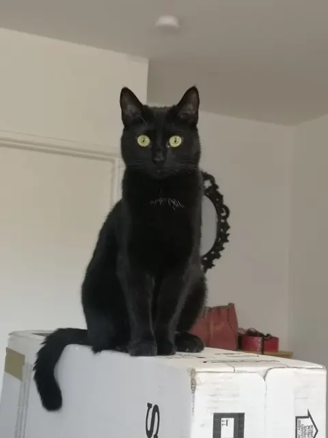 chatte lost   33410 Cardan Tchoupy