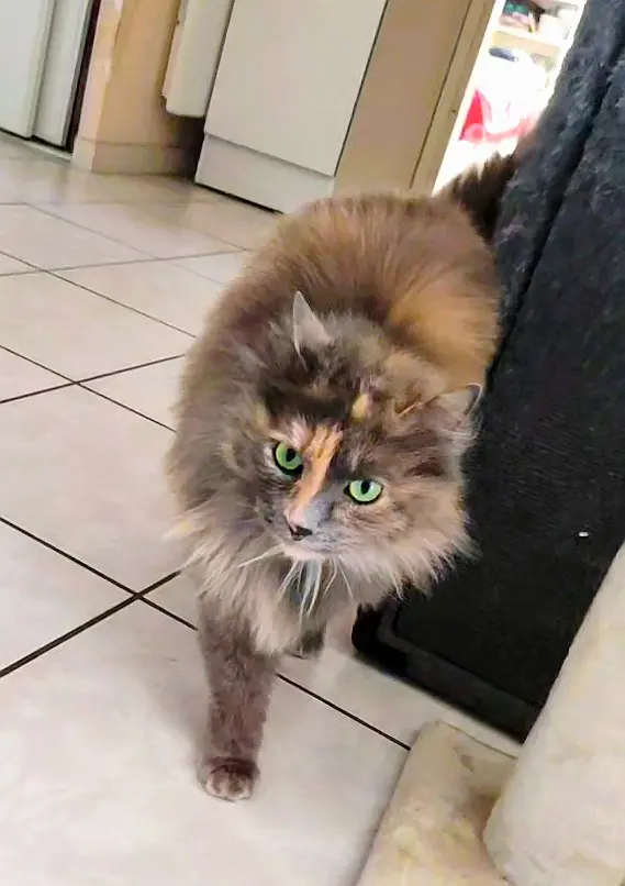 chatte lost   33160 Saint-Médard-en-Jalles Tigri
