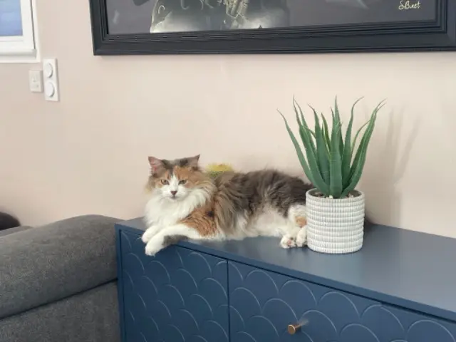 chatte lost   33127 Saint-Jean-d'Illac Tornade