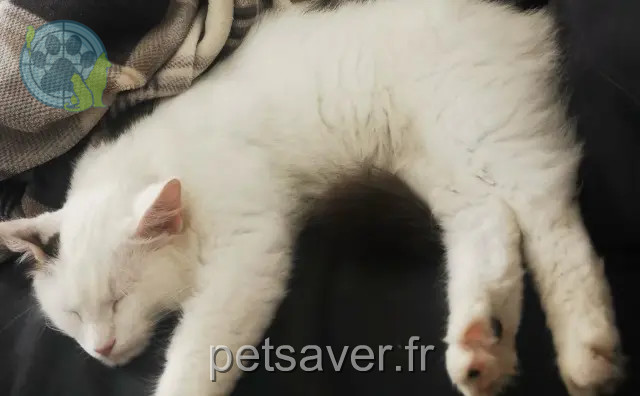 chatte perdue 33440 Ambarès-et-Lagrave Tsuki chatte lost 33440 Ambarès-et-Lagrave Tsuki