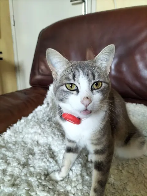 chatte lost   33670 Sadirac Uma