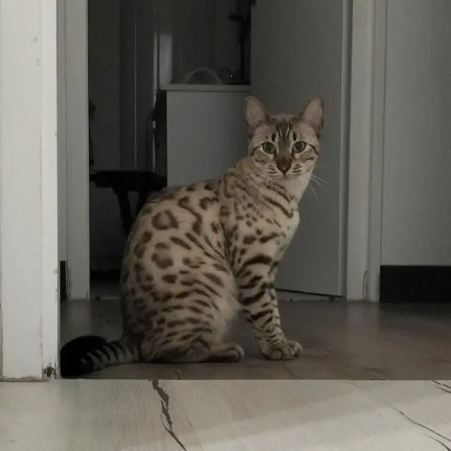 Chatte Perdue 33 Gironde - Umniya Chatte Perdue 33 Gironde - Umniya