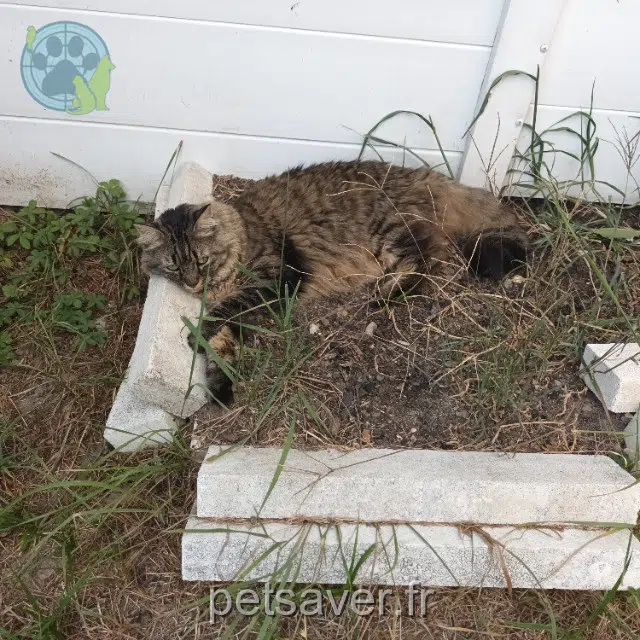chatte lost   33450 Saint-Loubès Usayia