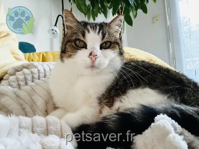 chatte lost   33470 Gujan-Mestras Vanish