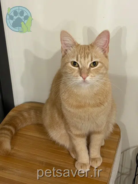 chatte lost   33210 Roaillan Vaïna