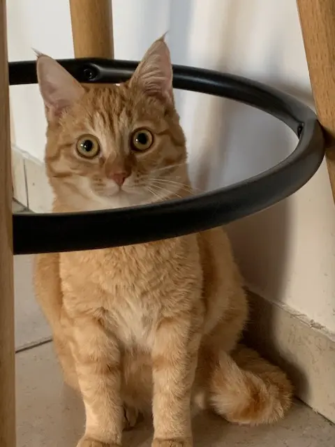 Chatte Perdue 33 Gironde Chatte Perdue 33 Gironde