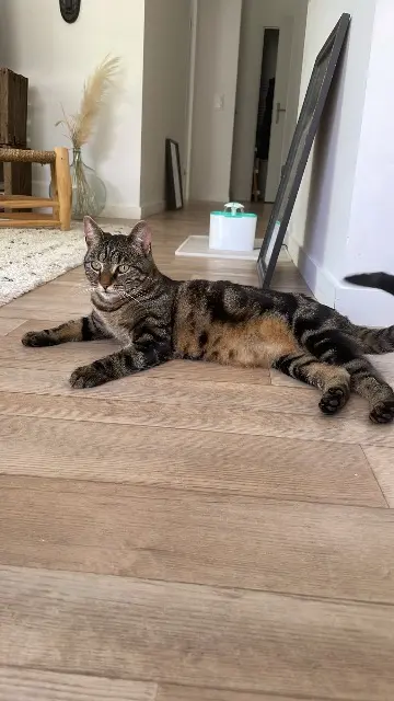 chatte lost   33450 Montussan Vortex