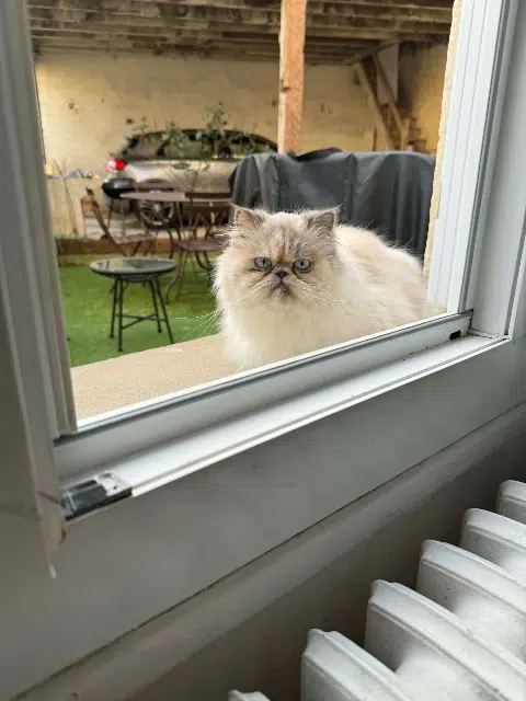 chatte lost   33210 Langon Vénus