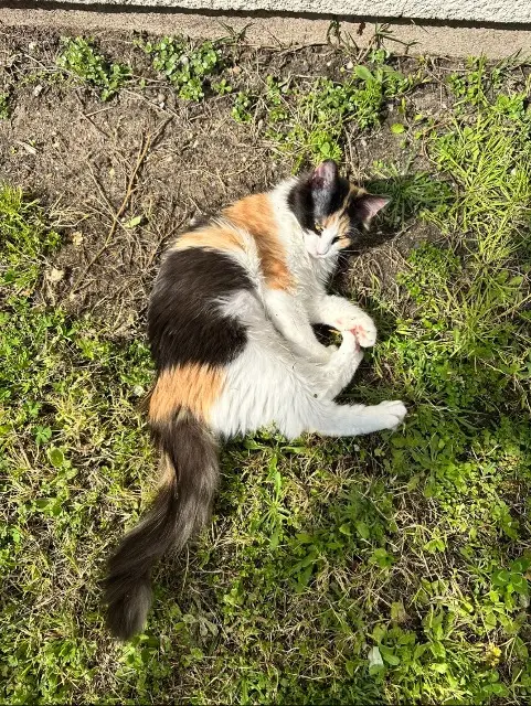 chatte lost   33700 Mérignac Willow