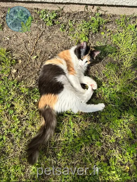 gata perdida 33700 Mérignac Willow gata lost 33700 Mérignac Willow