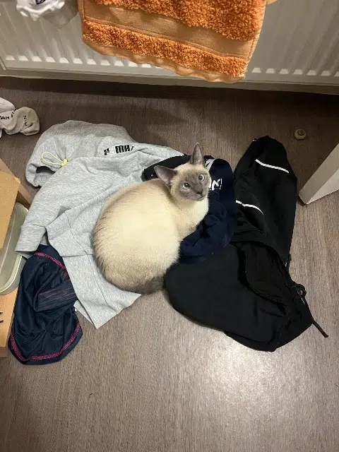 chatte lost   33600 Pessac Yama