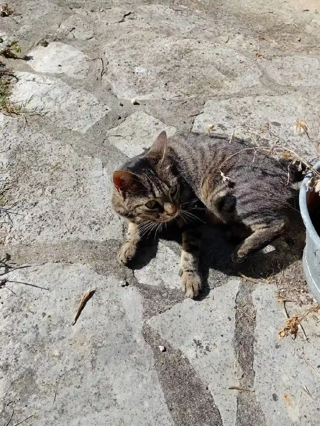 Chatte Perdue 33 Gironde Chatte Perdue 33 Gironde
