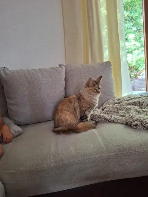 chatte lost   33370 Sallebœuf Zaza