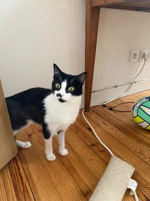 chatte lost   33500 Libourne Zelda