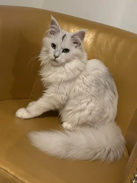 chatte lost   33440 Ambarès-et-Lagrave ZIA