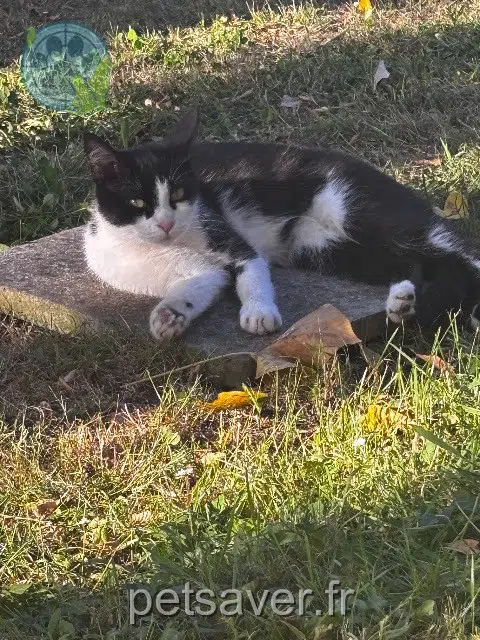 chatte lost   33700 Mérignac Zola
