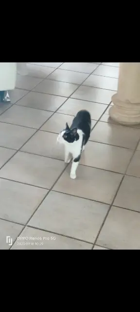 chatte lost   33230 Coutras Zoé