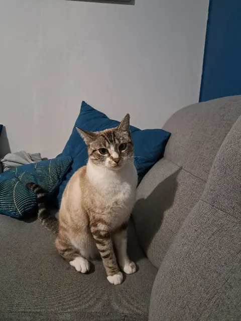 chatte lost   33110 Le Bouscat Zumba