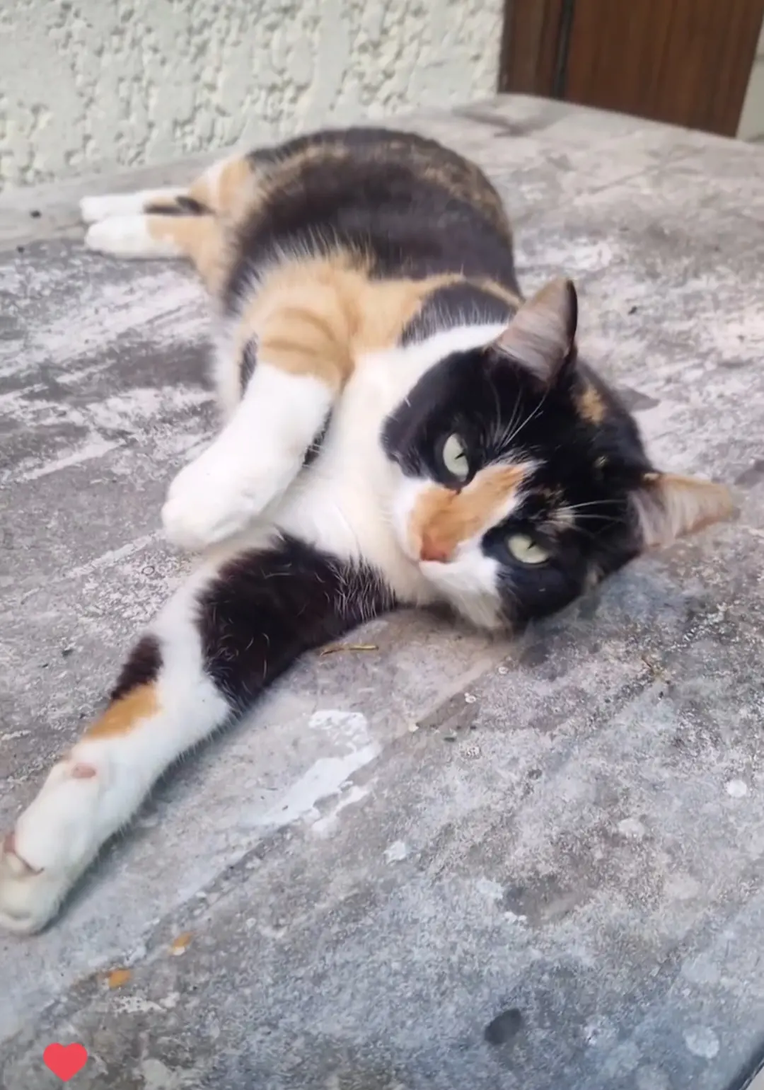 Chatte Perdue 33 Gironde Chatte Perdue 33 Gironde