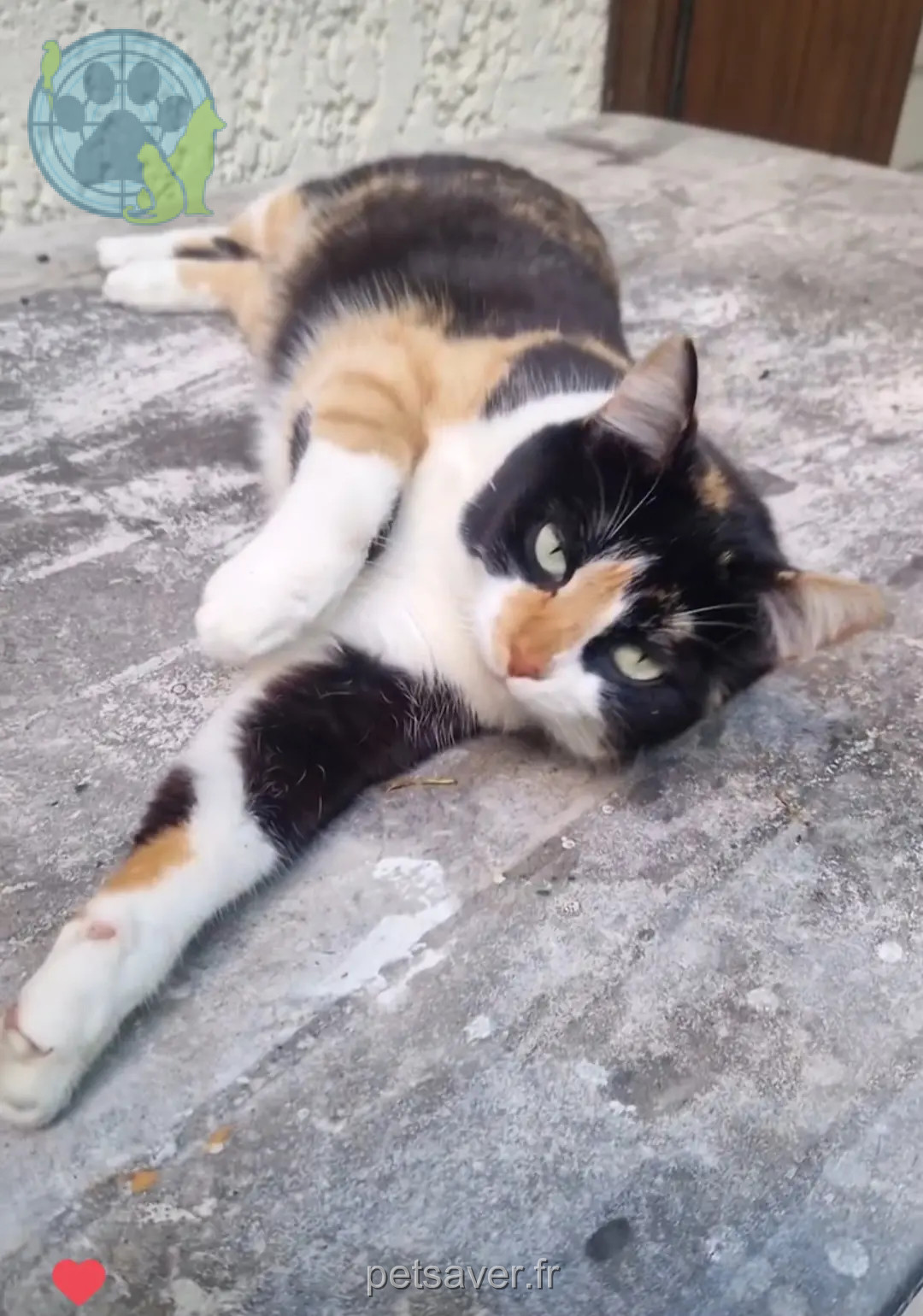 Chatte Perdue 33 Gironde Chatte Perdue 33 Gironde
