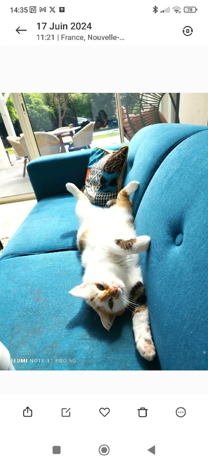 Chatte Perdue 33 Gironde Chatte Perdue 33 Gironde