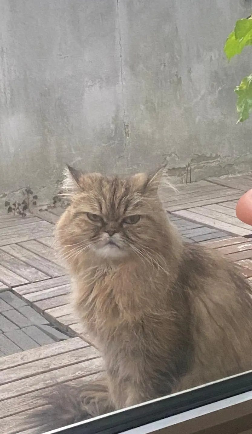 Chatte Perdue 33 Gironde Chatte Perdue 33 Gironde
