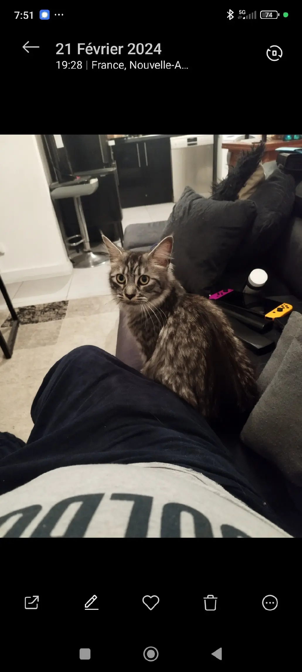 Chatte Perdue 33 Gironde Chatte Perdue 33 Gironde