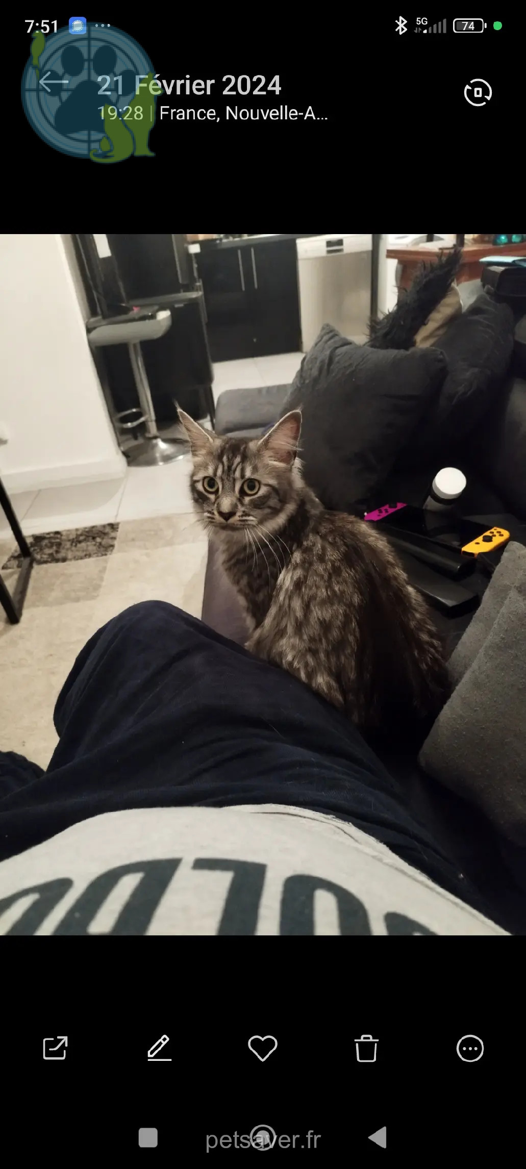 Chatte Perdue 33 Gironde Chatte Perdue 33 Gironde