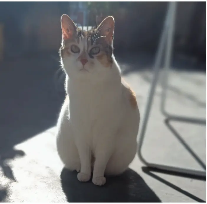Chatte Perdue 33 Gironde Chatte Perdue 33 Gironde