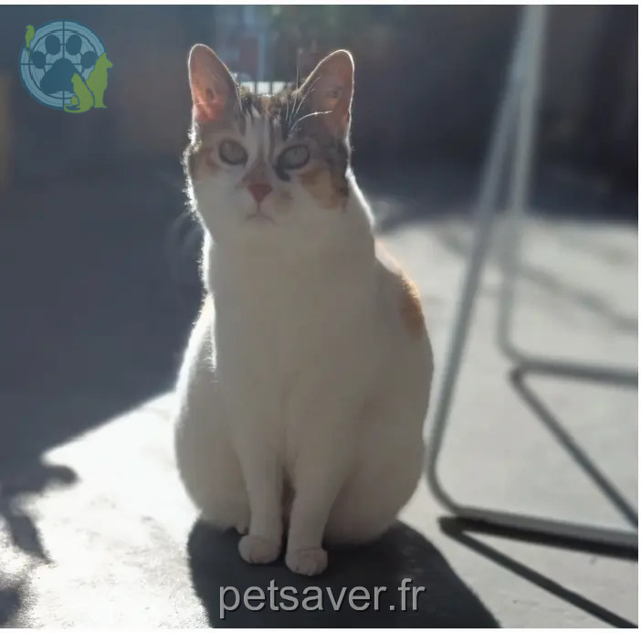 Chatte Perdue 33 Gironde Chatte Perdue 33 Gironde