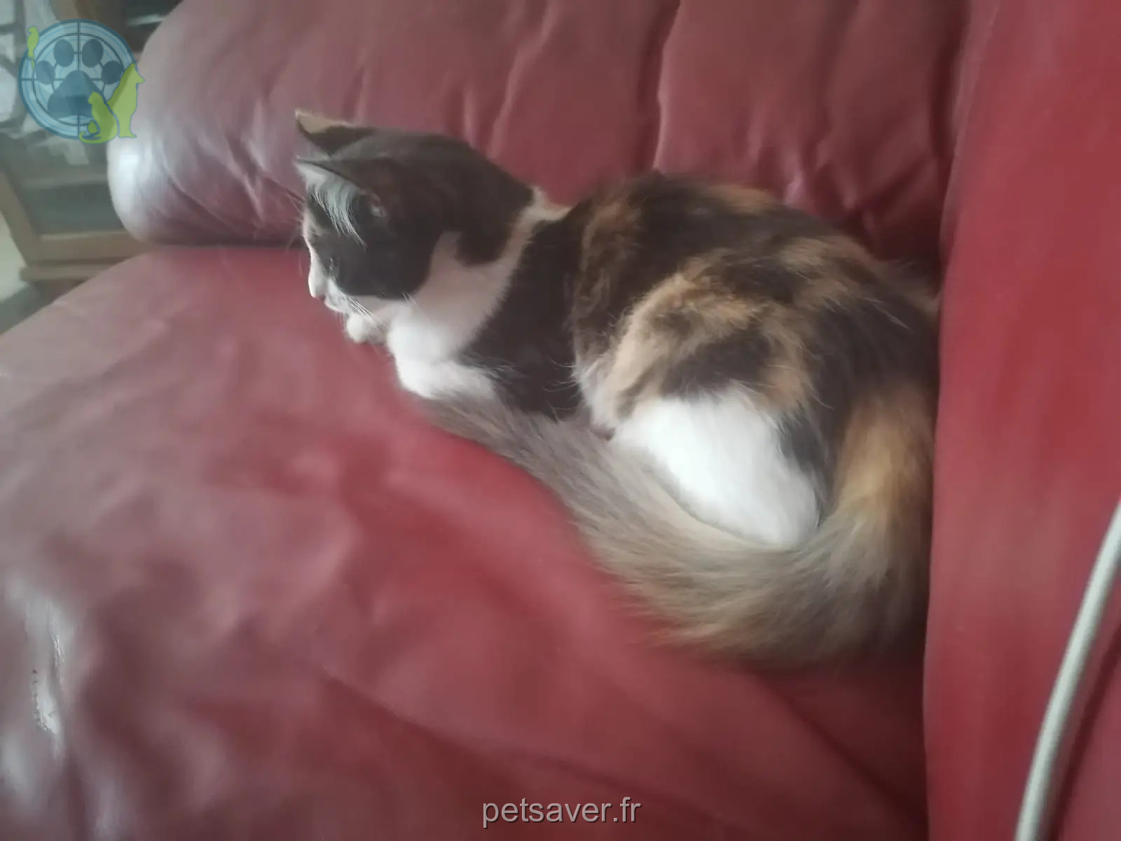 Chatte Perdue 34 Hérault Chatte Perdue 34 Hérault