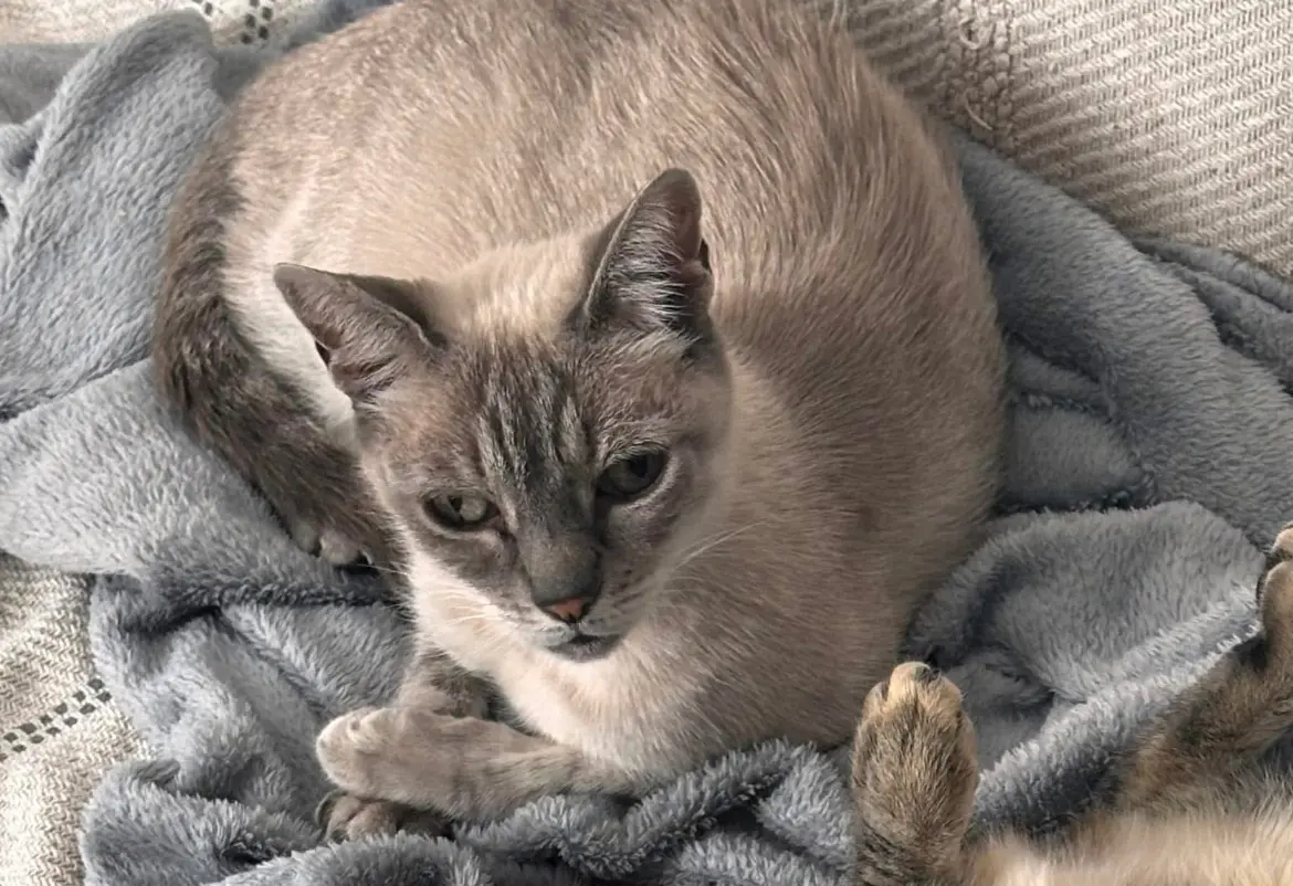 Chatte Perdue 34 Hérault Chatte Perdue 34 Hérault